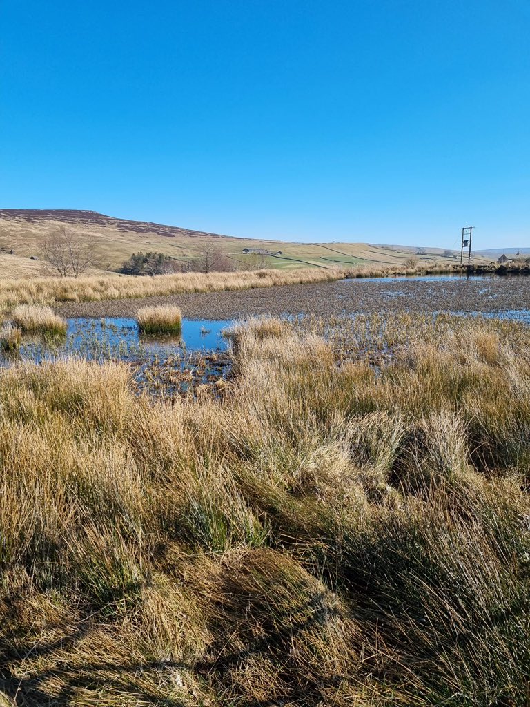 Stunning day for a walk at Killhope! ☀️ A peaceful stroll around the reservoir, surrounded by golden grasses and endless blue skies.  #Killhope #NatureWalk #BlueSkies #Tranquility