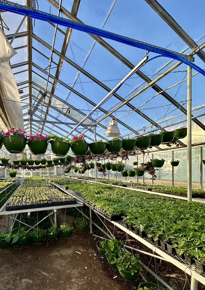 wchsart's tweet photo. Good morning from the Greenhouse☀️ Art 2/3 students planted marigold seeds for our hand built clay planters🪴 We will transplant them into our planters next month! 

@WC_Dragons https://t.co/fBvvJBpn8x