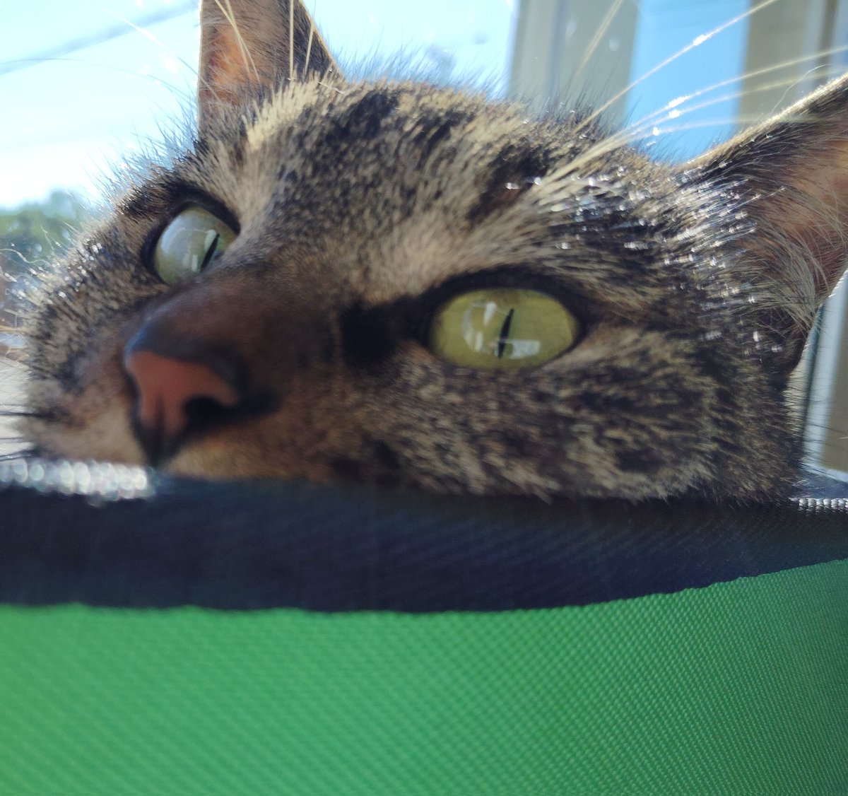 mee_ponz's tweet photo. 家猫満喫中の元野良猫

#猫　#cat　#キジトラ猫　#保護猫　#元野良猫　#ねこかわいいね https://t.co/Q4tHyAlazk