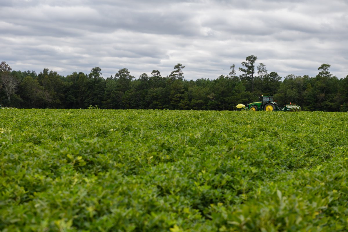 ClemsonCAFLS's tweet photo. Happy National Ag Day! π± π
Today we celebrate American agriculture. @ClemsonCAFLS & @CUESNews are proud to provide unified education, research and public service programs that bring new innovation and leadership to the agricultural industry. π€
#AgDay25 https://t.co/YFyvihce6d