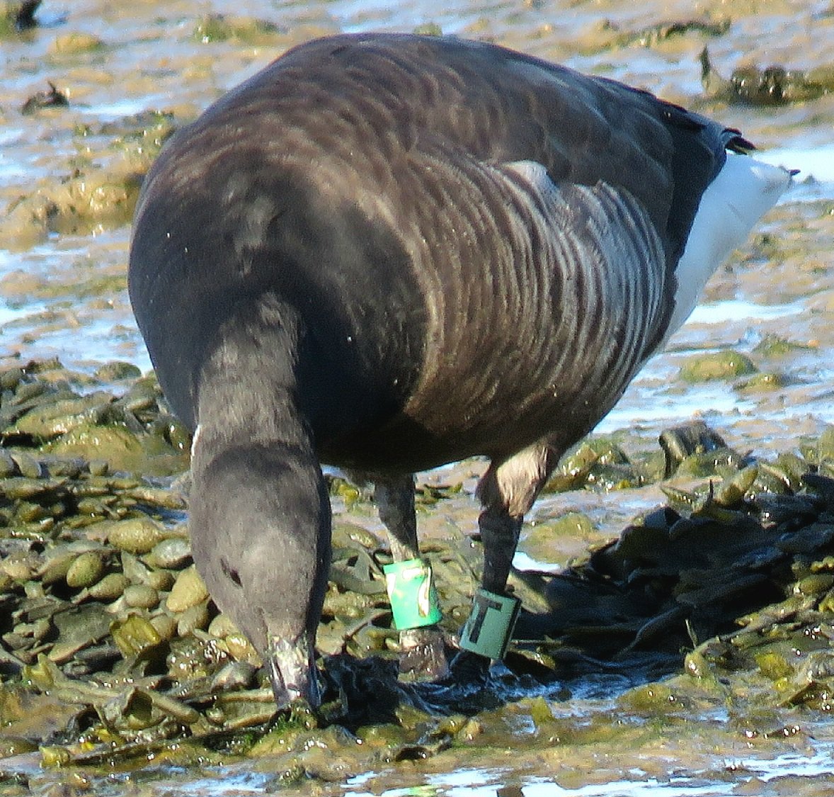 merseabirder's tweet photo. Dark-bellied Brent T7 at West Mersea this morning. @Low48Low https://t.co/MpewHI8YqQ