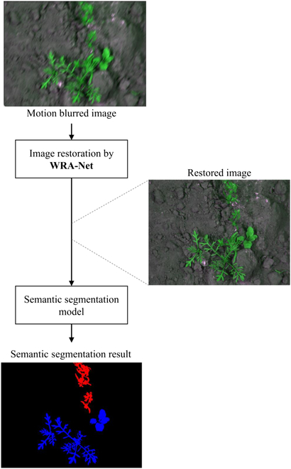 PPhenomics's tweet image. New study proposes WRA-Net to restore motion-blurred crop/weed images, boosting segmentation accuracy. Tested on 3 databases, it achieved mean IoU scores of 0.7444, 0.7741, and 0.7149, outperforming current methods. #ImageProcessing
Details: spj.science.org/doi/10.34133/p…