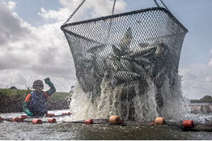 TXAquaculture's tweet photo. Aquaculture is an important sector of #agriculture helping to meet the growing demand for seafood in the U.S. Thanks to Texas fish, shrimp, crawfish, oyster, plant, algae and all other #aquaculture farmers today &amp; every day! #AgDay25 https://t.co/5H5EReqhcF