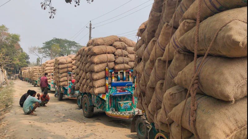জামালপুরে হিমাগার সংকট; বিপাকে আলু চাষীরা