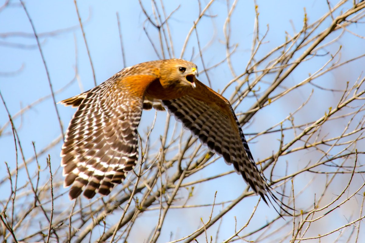 BirdsAtl's tweet photo. The aptly named red-shouldered hawk showing off those red shoulders. https://t.co/zeWi9s1Wub