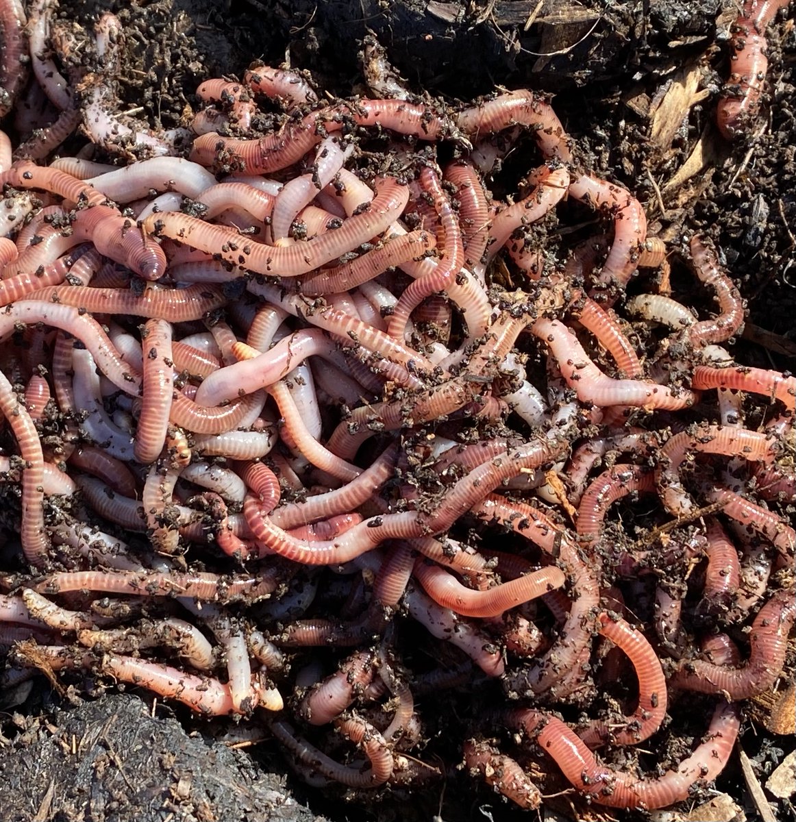 gardenorganicuk's tweet photo. This #FoodWasteActionWeek our #MasterComposter Frankie lifts the lid on #composting worms - so you can #recycle more #FoodWaste and nourish your #garden. Read more at https://t.co/U8jSFpc0M1. https://t.co/UR0622jEJK