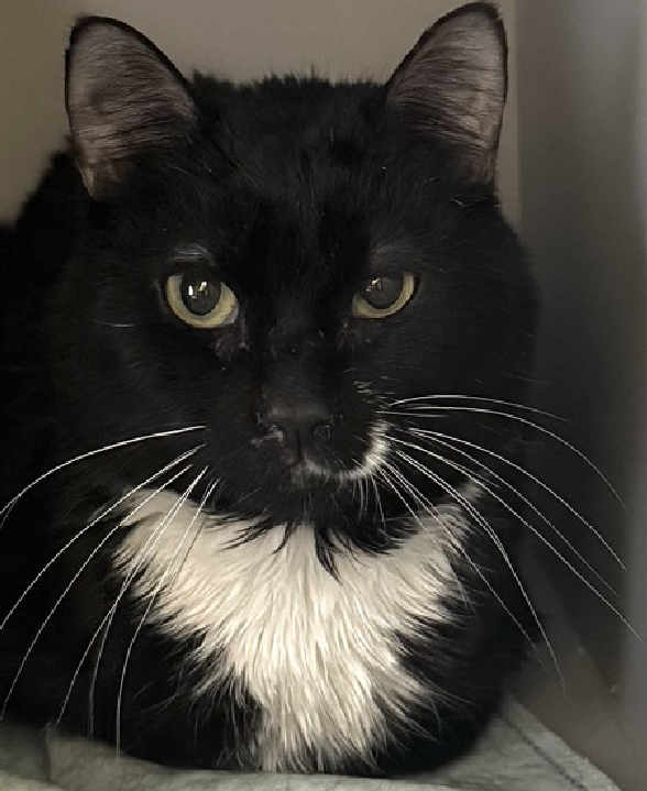 JLthekid9999's tweet photo. 🆘🆘 MCMEOW, 2 YO, MALE –  IN QUEENS ACC - came into the shelter as a stray on 2/9/2025.  🆘🆘 😿 😿 😿 😿

➡️TBD 3/20/25

➡️ JUST A BABY

➡️ NEW HOPE RESCUE ONLY

➡️ TOO LOW ON PLEDGES TO STIMULATE RESCUE INTEREST

➡️🆘🆘 5TH  Chance on Emergency Placement List – BEYOND URGENT -  LITTLE ROOM IN SHELTER – WILL NOT BE GIVEN MUCH MORE TIME – VERY HIGH EU/SILENT KILL RISK – 🆘🆘 😱🔥🔥😱

➡️ 38 DAYS IN SHELTER – TOO LONG – TIME IS RUNNING OUT

➡️ MCMEOW IS ON THE EPL FOR BEHAVIORAL REASONS - He is not thriving in the care center and continues to display distance-increasing behavior when approached for interactions. He has not warmed up despite staff using treats to build a positive association.  This designation often means the cat is given very little time for rescue/foster/adoption. 🔥🔥🔥🔥

A volunteer writes: McMeow was brought to us with many other cats. We don't know much about his history prior to coming to us but in our efforts to piece together his likes and dislikes, we've fallen a bit short. At least on the former because we actually have a pretty good idea about what he doesn't like. First on that list is, of course, the shelter. Hunching over to make himself tiny in his den, or at least staying very, very still so we won't even know he's there, McMeow accepts pets on his head and perfectly fluffy cheeks, but will lean away after a little while. He seems interested in the treats we offer because he'll take a break from playing statue to sniff them, but he doesn't eat them in front of us. That's ok and we'll keep trying. McMeow may not have had the same opportunities that other cats have had to make friends with people, so he's a kitty who will need some time to adjust and space to be in order to show all the sparkly sides of his dynamic personality. ❤️ 😻❤️ 😻❤️ 😻

NEEDS OUT OF SHELTER ASAP –

Please RT or pledge, if you can, to save this little one.

@AdamsPaulGrimke

💔😿🙏Thank you
