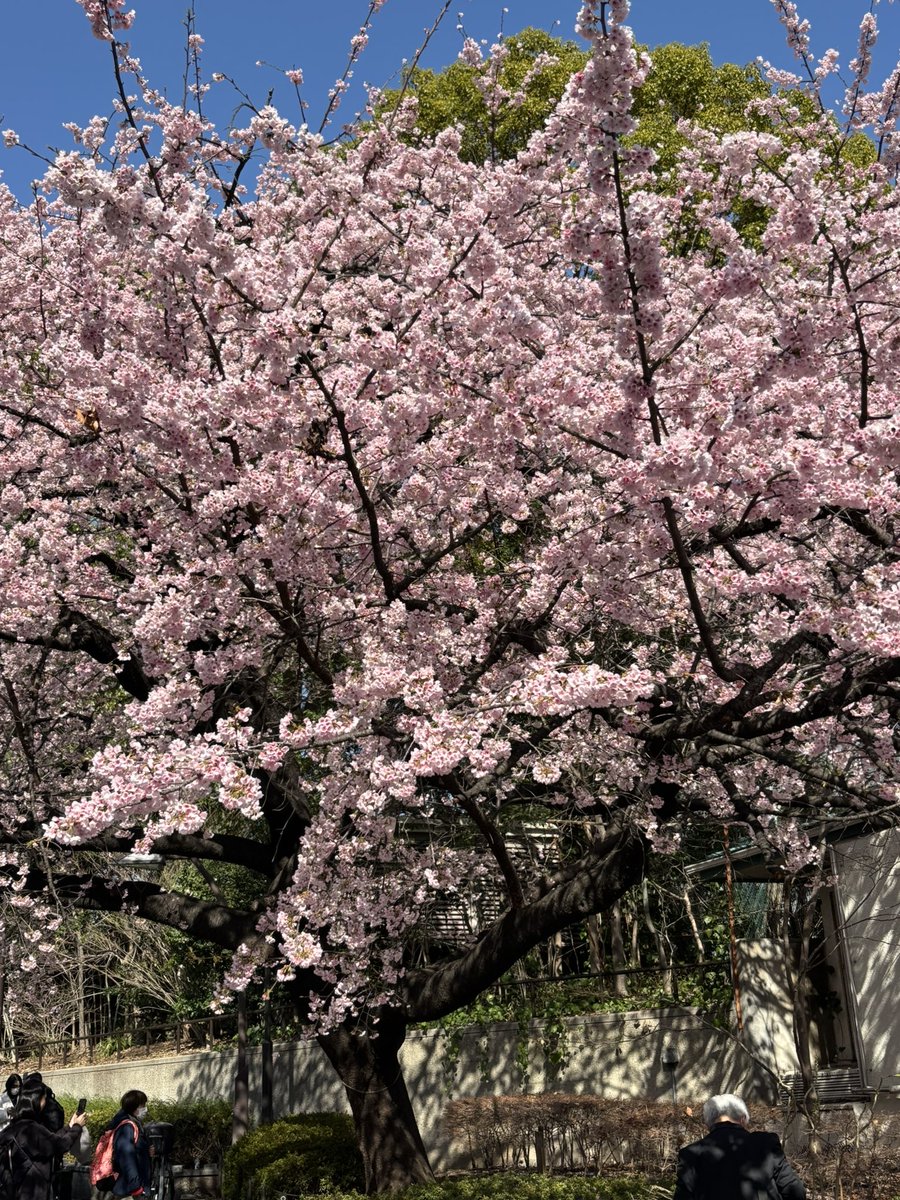 上野公園
春が近づいてますね。