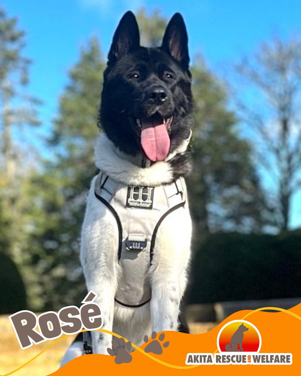 ARWTrust's tweet photo. 🚨‼️U R G E N T ‼️🚨
𝗥𝗼𝘀é - 𝗔𝘃𝗮𝗶𝗹𝗮𝗯𝗹𝗲 𝗳𝗼𝗿 𝗔𝗱𝗼𝗽𝘁𝗶𝗼𝗻 🍷🐕🐾

This girl is great fun and will make a fabulous family pet for a dog savvy family. 

https://t.co/EtoktrU7QQ https://t.co/AzwljKFBPW