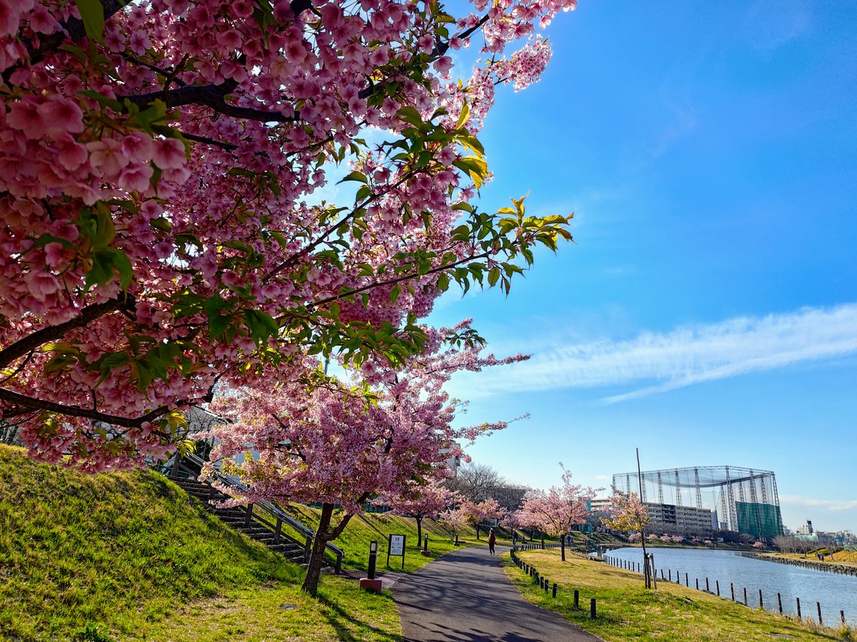 【中古】 春の風景 久喜【青毛堀川の桜並木×ルノアール風×葛飾北斎風】春の久喜が、水辺の