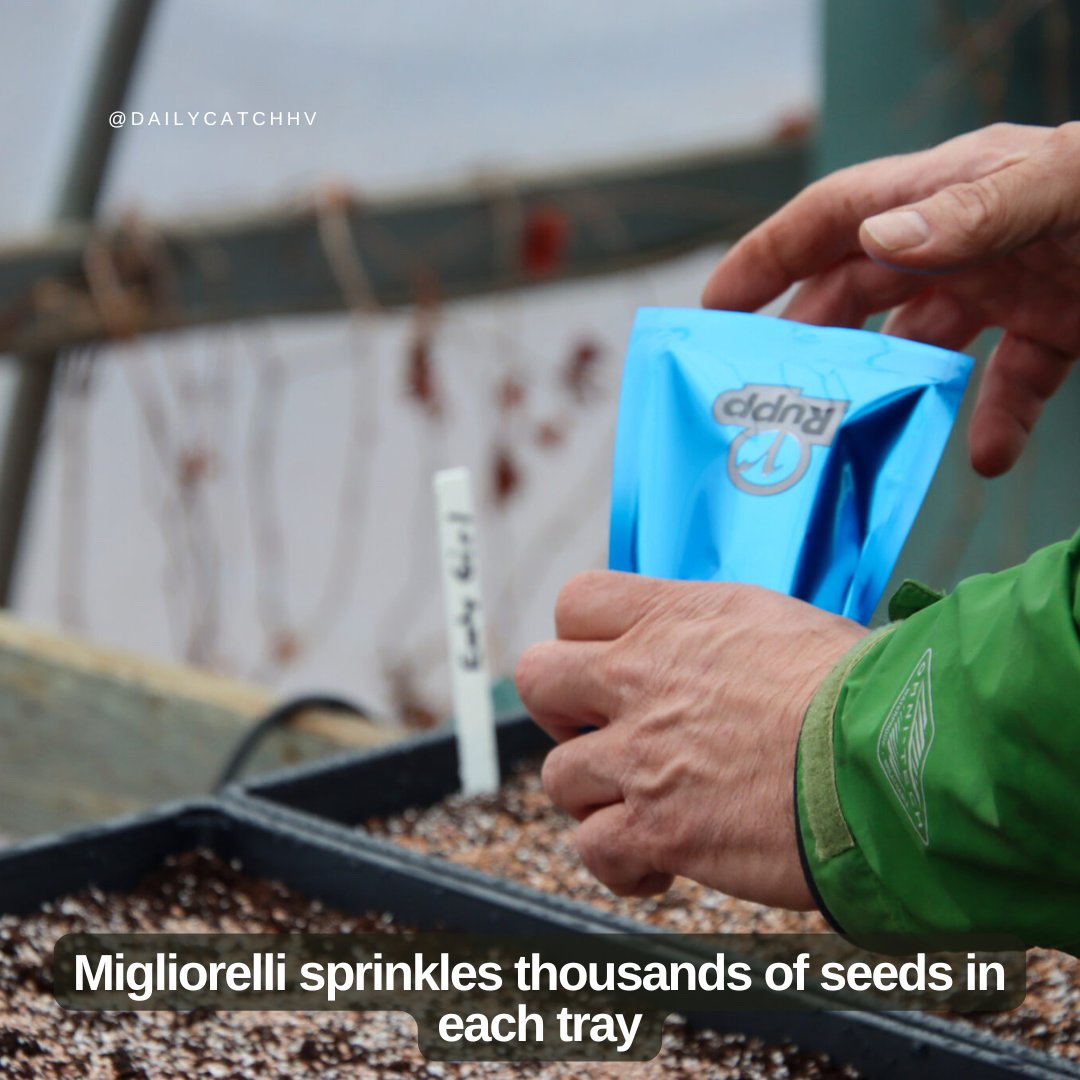 The Daily Catch tweet media