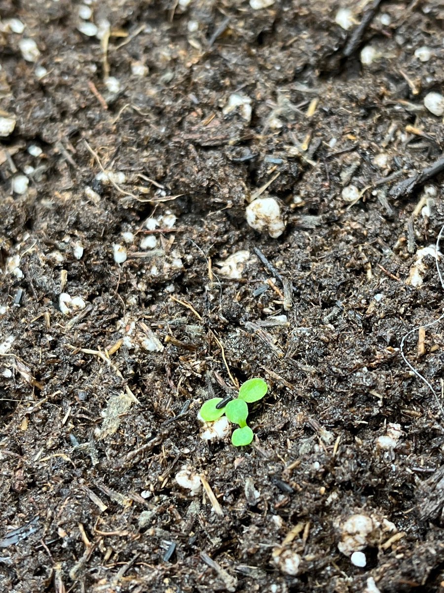 First seedlings of the year!  I started impatiens early.  I just couldn't wait any longer. :)