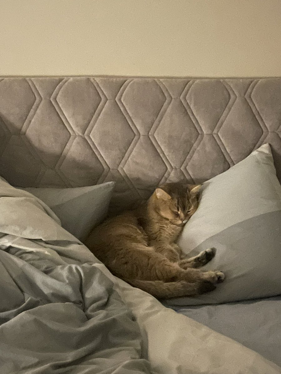 Из-за разъездов/переездов подушка рядом уже давно пустует..так скучаю по нему 💔