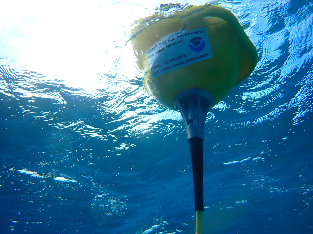 NOAA_AOML's tweet image. Scientists at AOML have successfully deployed a new series of buoys across essential reefs in the Florida Keys, monitoring oceanic conditions in near-real time - and the impacts of ocean acidification.
Learn more here: aoml.noaa.gov/ocean-acidific…
Online App: coral.aoml.noaa.gov/mir/
