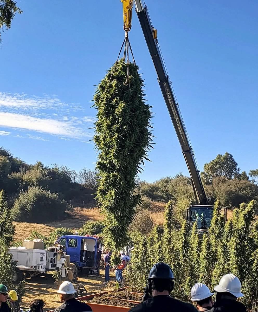 treehousecult's tweet image. The caption for this on another page reads &quot;Harvest of world record reefer bud. Sacramento California. Circa 2018&quot; but we think they are trippin&apos;. But we do have questions, like why do they need a crane for it? And why are they all wearing hard hats? bit.ly/2EgJGsg