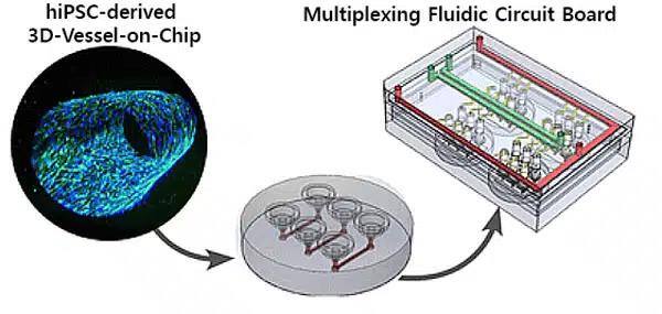 🩸Advancing Vascular Research!

3D VoC models mimic vascular biology, including shear stress &amp; strain. de Graaf et al. designed an FCB for multiplexed perfusion with Fluigent’s FlowEZ 345 mbar. 💡

📖Learn more: eu1.hubs.ly/H0hC8pZ0

#Microfluidics #BiomedicalResearch