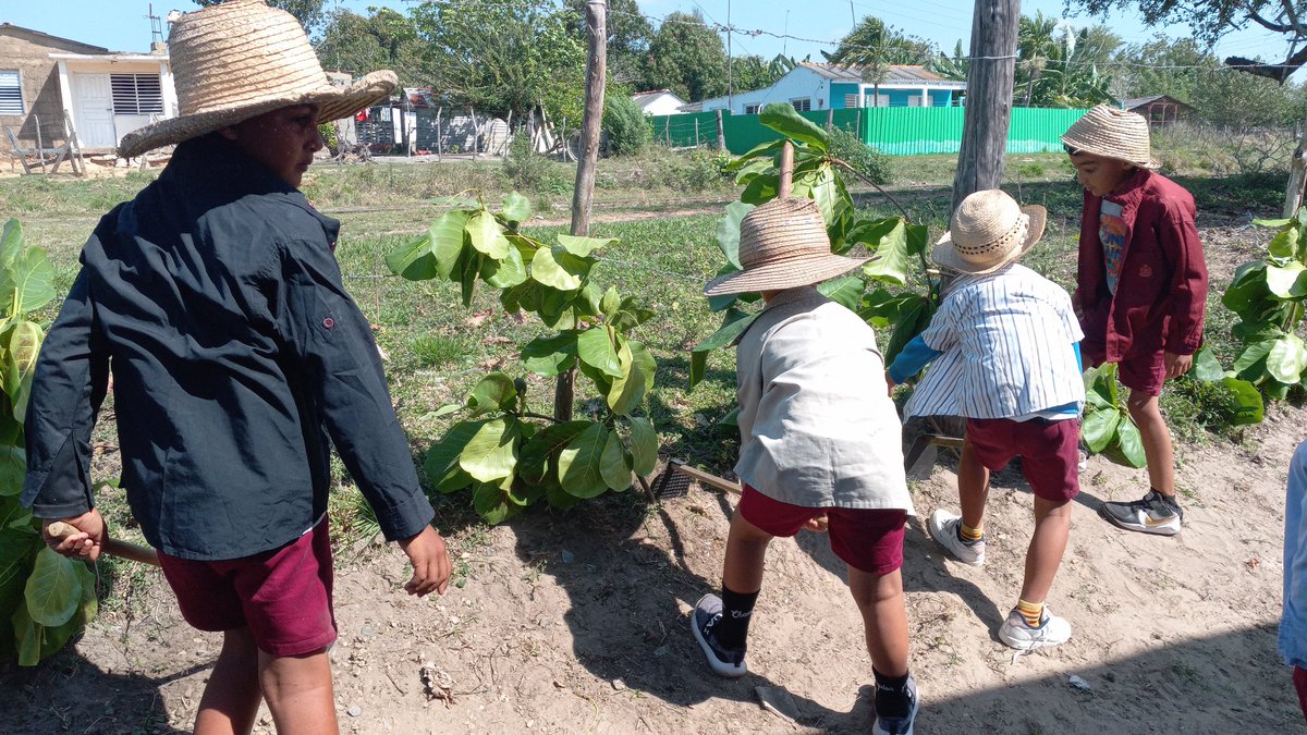 Para desarrollar en los pequeños el amor a la tierra, la laboriosidad y el compañerismo se realizó una actividad en la Ep Salvador Cisneros representativa del cultivo de nuestro principal renglón económico. Del Tabaco la fama que el orbe entero reclama. #SanJuanyMartínez #Cuba