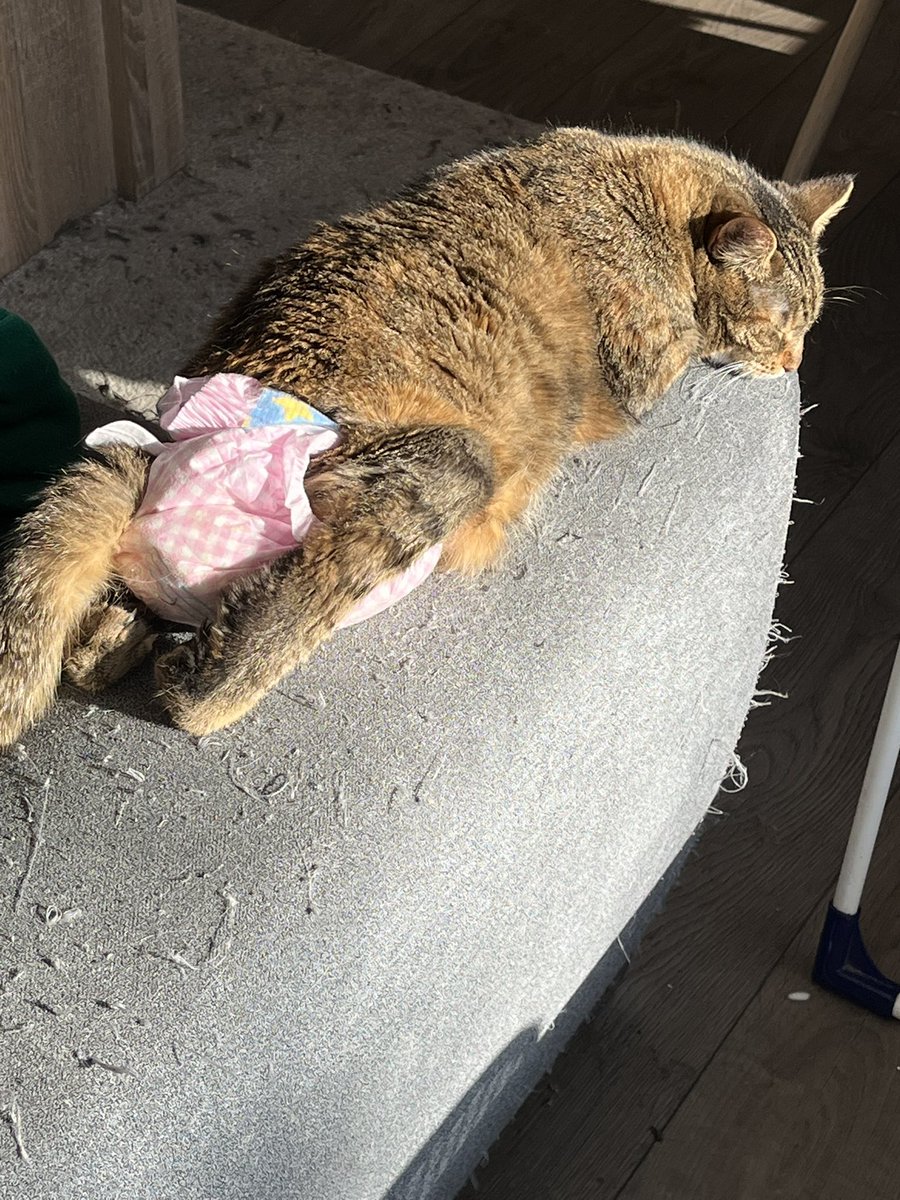 #LiLaFlo schaut Euch mal diese mit sich und der Welt zufriedene Sonnenanbeterin an