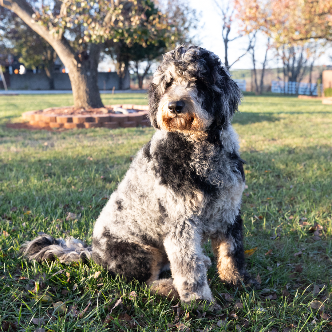 Here are some of the most common (and jaw-dropping) coat colors you’ll see in Labradoodles and Goldendoodles! 

🔗 bit.ly/41zWNgI  

#labradoodle #goldendoodle #maryland #dc #northcarolina #charlotte #USA #itsadogslife #dogworld #dailywoof #multigengoldendoodle #pawfect