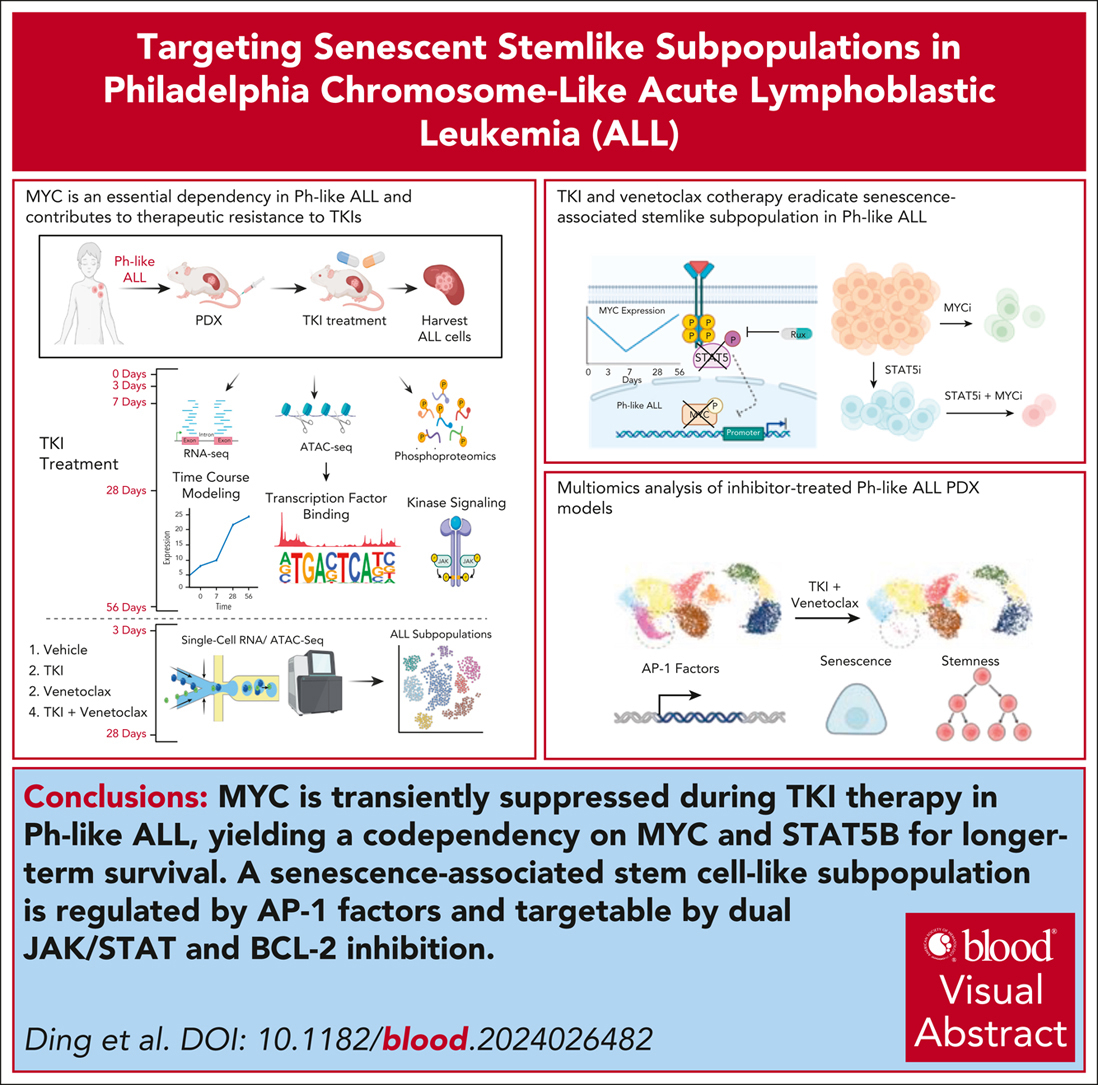 A prognostic senescent stem/progenitor–like subpopulation in Ph-like ALL is regulated by AP-1 and can be eradicated by senolytic drugs. ow.ly/xyn650VhHQM #lymphoidneoplasia