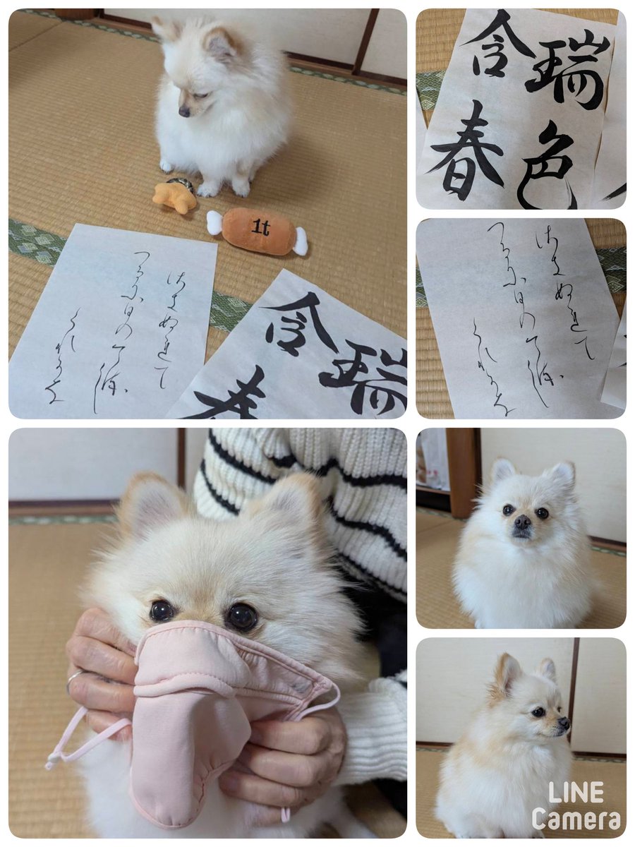 ～今月のお題～

❇️瑞 色 含 春

目出度い気配が春を帯びている

❇️さきぬれて つるにひのてる
しくれかな

鷺は雨で濡れているが
鶴は日が照り各々が美しい

🐾🐾🐾
いよいよ春到来だねぇ🎶
目出度い‼️

いやいや春は有り難いが
花粉症🤧が…

これでどぉ⁉️😷
U^ェ^U

おおっ
準備万端じゃねぇ🎶🤗