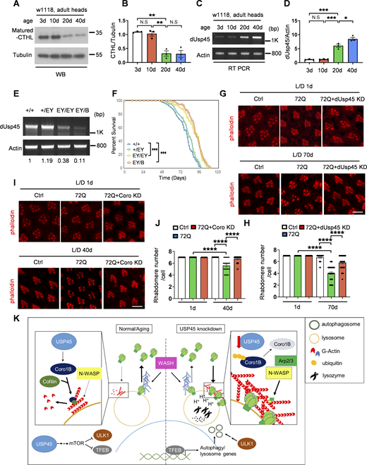 Journal of Cell Biology (@jcellbiol) on Twitter photo The deubiquitinase USP45 inhibits #autophagy through #actin regulation by Coronin 1B, say Yuchieh Jay Lin, Guang-Chao Chen, and colleagues <a href="/IBCSinica/">IBC Academia Sinica</a> hubs.la/Q03bjMLh0 The deubiquitinase USP45 inhibits #autophagy through #actin regulation by Coronin 1B, say Yuchieh Jay Lin, Guang-Chao Chen, and colleagues <a href="/IBCSinica/">IBC Academia Sinica</a> hubs.la/Q03bjMLh0
