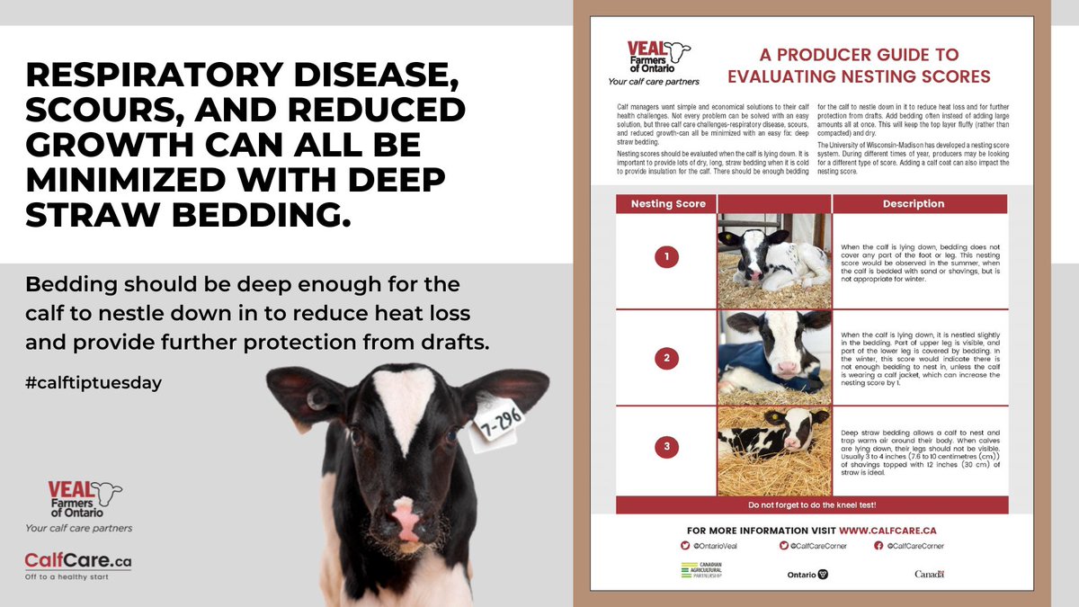 A few of you have been asking for more tips for handling the up and down temperatures during this time of year, and one of the easiest places to start is with bedding!  

Learn more here: bit.ly/nestingscores 

#calftiptuesday