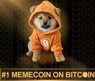 DogBrazil tweet media