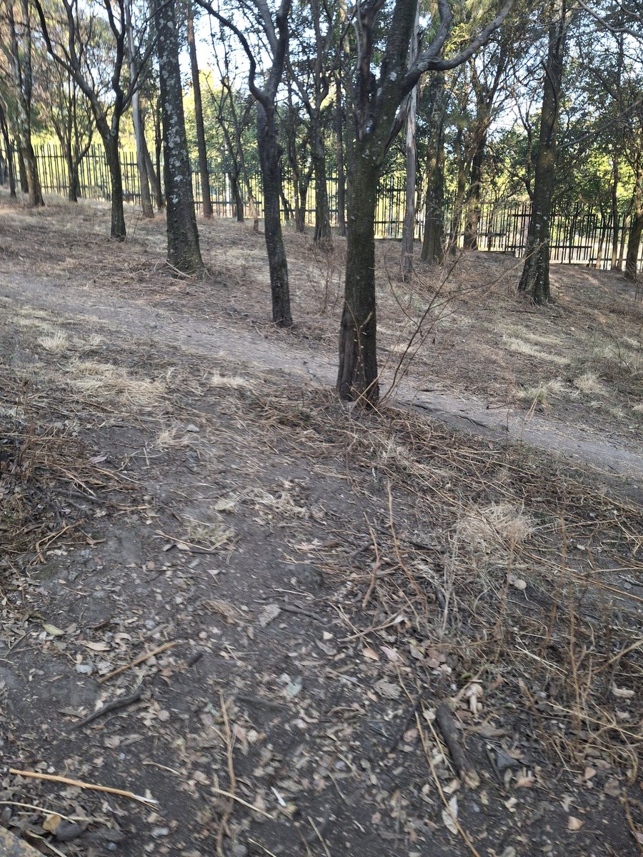 Elilop14's tweet photo. Mientras piensan poner una #Utopia en el #parquejapon,  el parque ecológico las Águilas en franco deterioro, urge riego, y revisión de árboles muertos, y reposición  inmediata de los que y cortaron 
@AlcaldiaAO @LopezCasarinJ @SOBSECDMX @locatel_mx https://t.co/BIcVGytU1Q