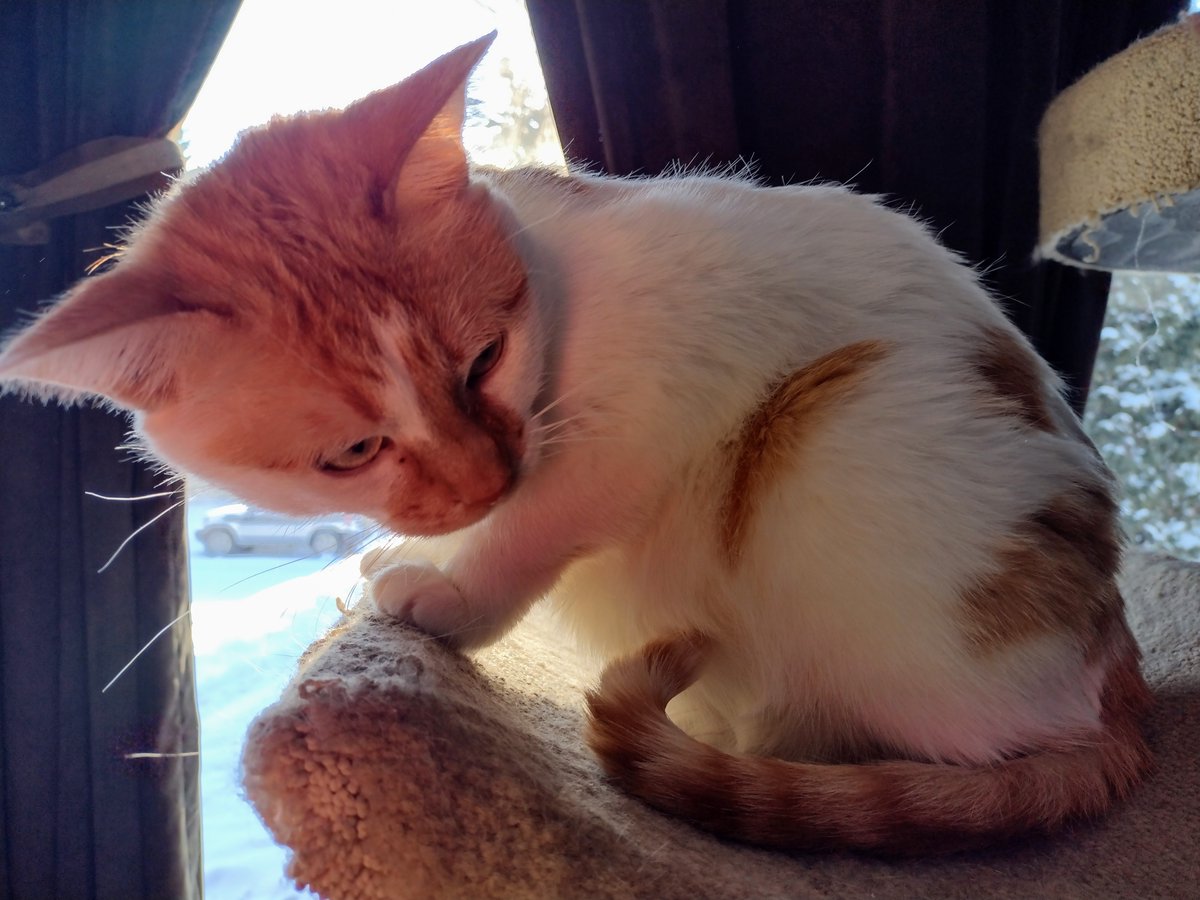 FartyCheddarCat's tweet image. Mama ses I look so small
In pikchur dat she take
But I not baby, I is big
Dis pikchur, it be fake!

It be weal, dat she klame
I ses dat it not me
It not nice to tell such lies
Lots sorwy she shud be

#CheddarPoetry #NotABaby #INotSmall #IBigBoy #FiggySmallAndBaby #FinHabNoms