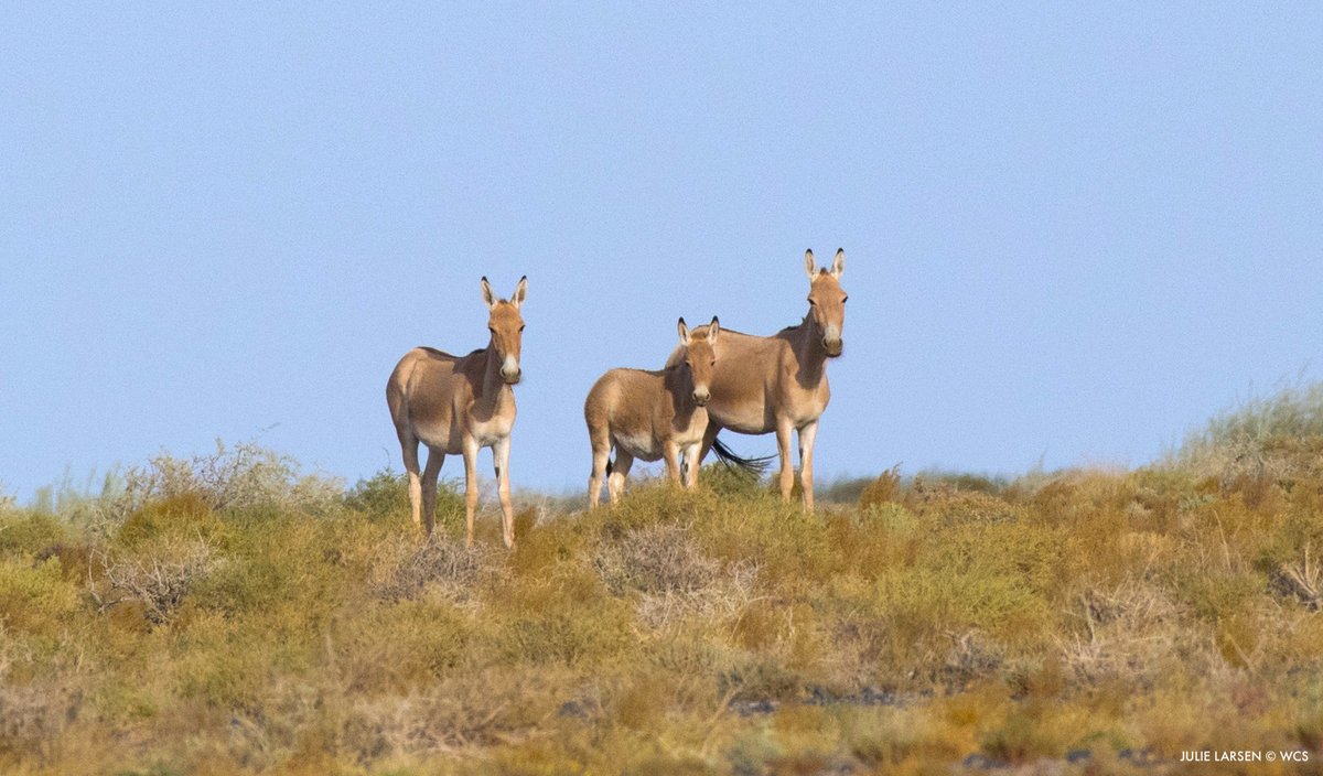 WCS (@thewcs) on Twitter photo It’s official: Following a decade-plus of research and conservation by <a href="/WCSMongolia/">WCS Mongolia</a>, Khulan Conservation Day has been recognized by the Mongolian Government.
📆 Join us on October 25 to recognize this vital member of Mongolia’s natural heritage. bit.ly/4bY0j81 It’s official: Following a decade-plus of research and conservation by <a href="/WCSMongolia/">WCS Mongolia</a>, Khulan Conservation Day has been recognized by the Mongolian Government.
📆 Join us on October 25 to recognize this vital member of Mongolia’s natural heritage. bit.ly/4bY0j81