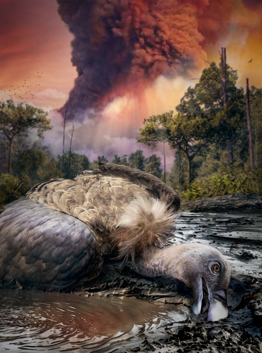 Maria McNamara (@mariamcn_palaeo) on Twitter photo Death by pyroclastic flow! A dramatic vision by co-author Dawid Iurino of the moment before our fossil vulture was entombed in ash, with bizarre replication of its feathers in zeolite. Super work by Valentina Rossi, <a href="/_Tiffany_Slater/">Dr Tiffany Slater</a> @beacarazo & colleagues tinyurl.com/a6xhkm98 Death by pyroclastic flow! A dramatic vision by co-author Dawid Iurino of the moment before our fossil vulture was entombed in ash, with bizarre replication of its feathers in zeolite. Super work by Valentina Rossi, <a href="/_Tiffany_Slater/">Dr Tiffany Slater</a> @beacarazo & colleagues tinyurl.com/a6xhkm98
