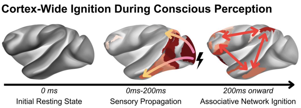 What happens in the brain when a stimulus enters consciousness?

We built a biophysical model of the cortex to zoom in to synaptic interactions and zoom out to whole-cortex neural dynamics during perception.

It revealed a key mechanism for ignition🧵...
cell.com/cell-reports/f…