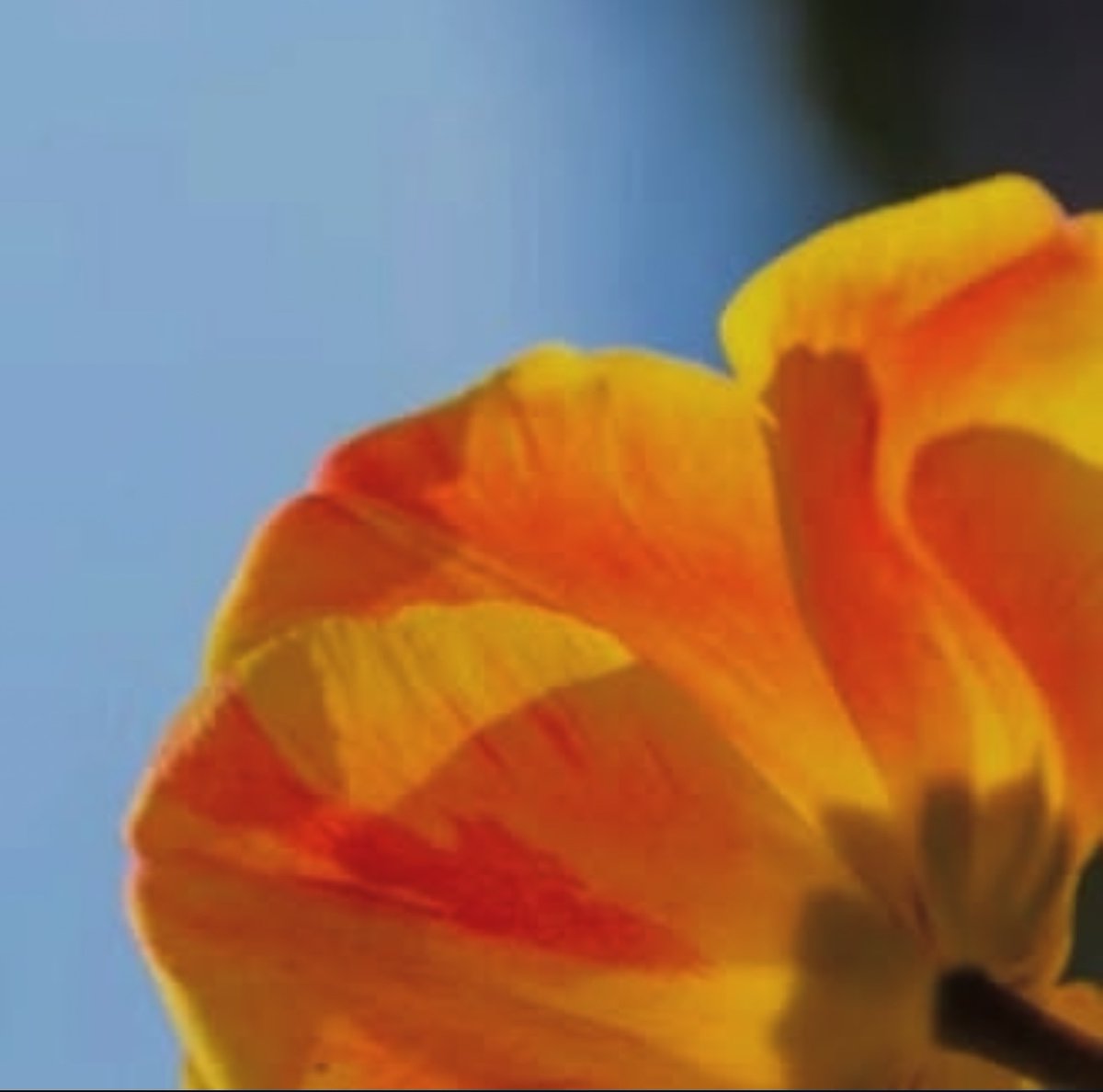 Spring 💛🧡