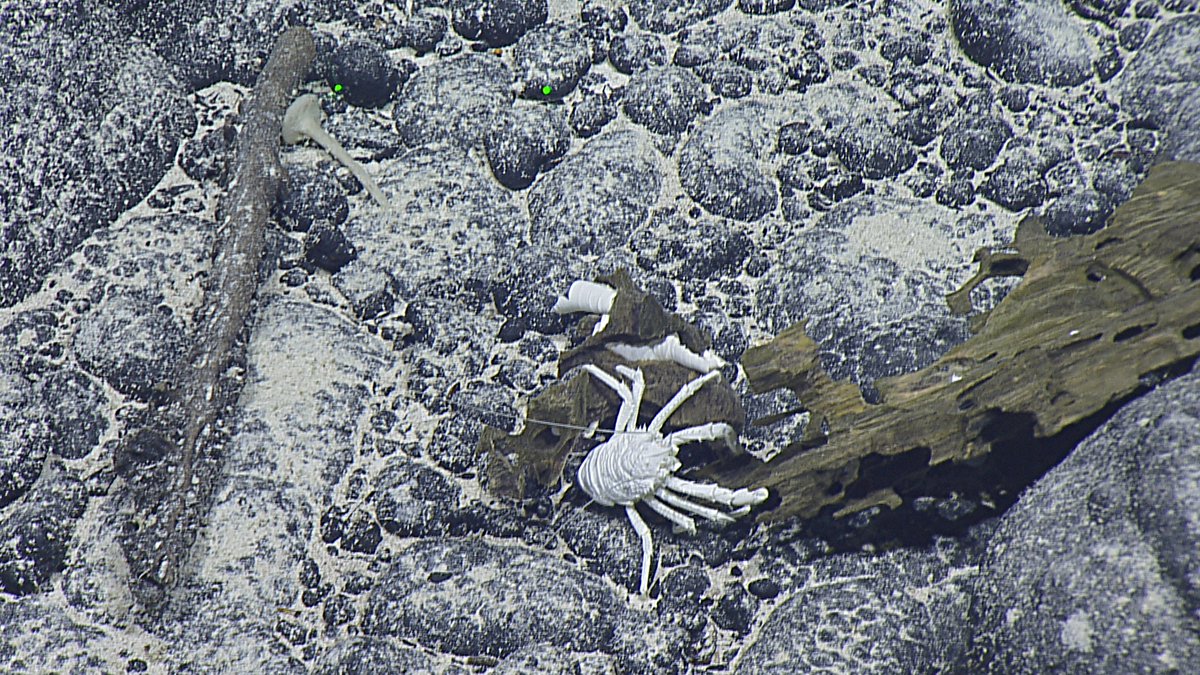 Paula Rodríguez Flores (@paularodflo) on Twitter photo Have you already checked out my latest article on deep-sea #squatlobsters? I described 5 new species and found multiple new records from the Central Pacific.
Meet Munidopsis giribeti, a new species associated with wood falls! 👇
<a href="/EVNautilus/">E/V Nautilus</a>
<a href="/MCZHarvard/">Museum of Comparative Zoology</a>
academic.oup.com/jcb/article-ab… Have you already checked out my latest article on deep-sea #squatlobsters? I described 5 new species and found multiple new records from the Central Pacific.
Meet Munidopsis giribeti, a new species associated with wood falls! 👇
<a href="/EVNautilus/">E/V Nautilus</a>
<a href="/MCZHarvard/">Museum of Comparative Zoology</a>
academic.oup.com/jcb/article-ab…