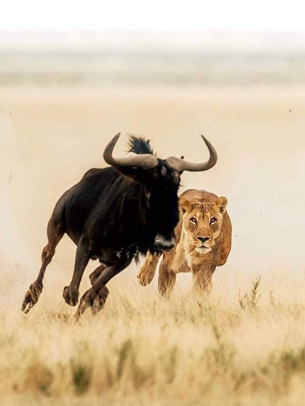 On Track Safaris tweet media
