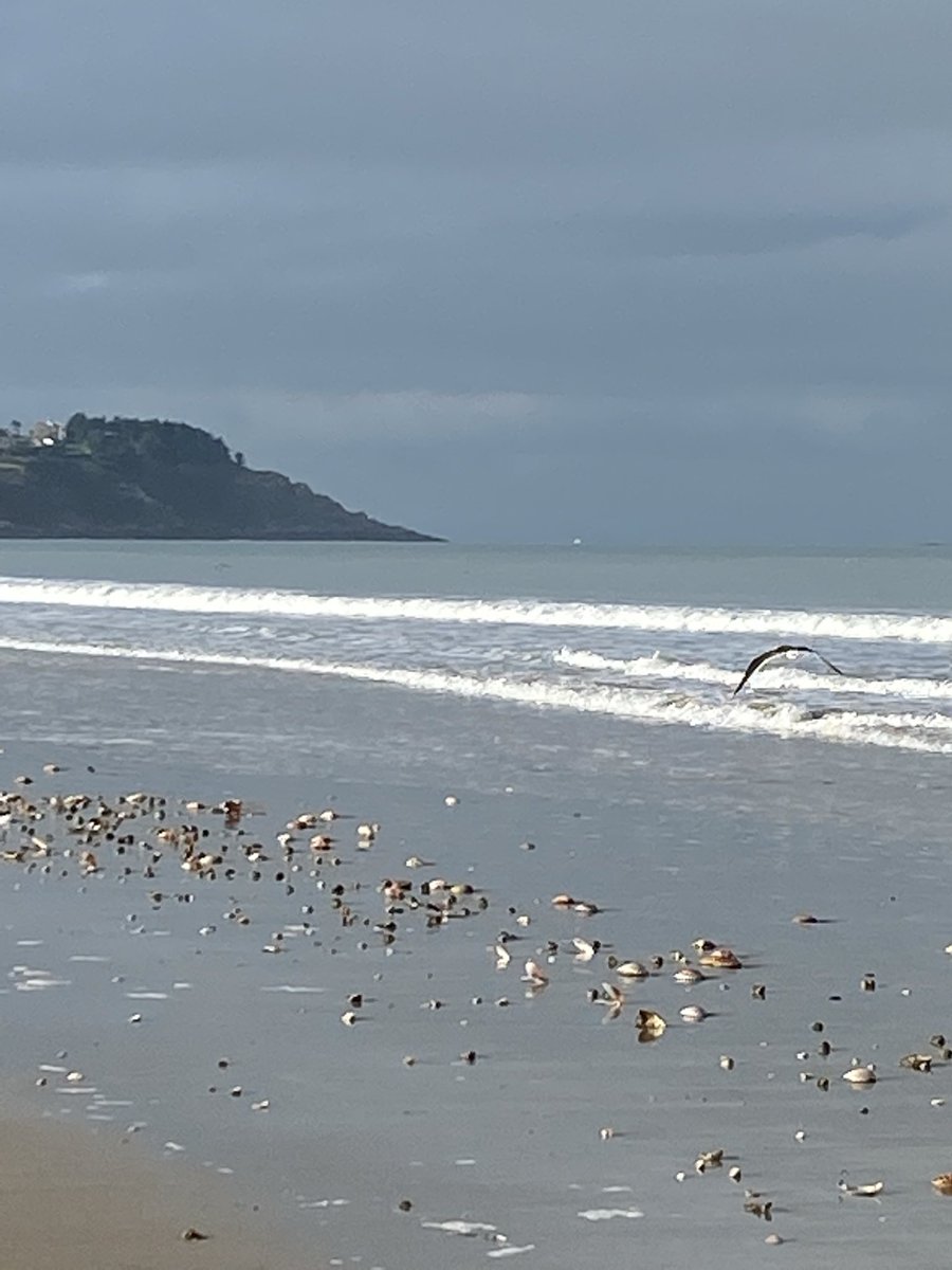 _Parsley_Sage_'s tweet image. 🎶I know, you're a seasonal beast
Like the starfish that drift in with the tide
With the tide
So until your blood runs🎶

#SeaSong #RobertWyatt 
#photography