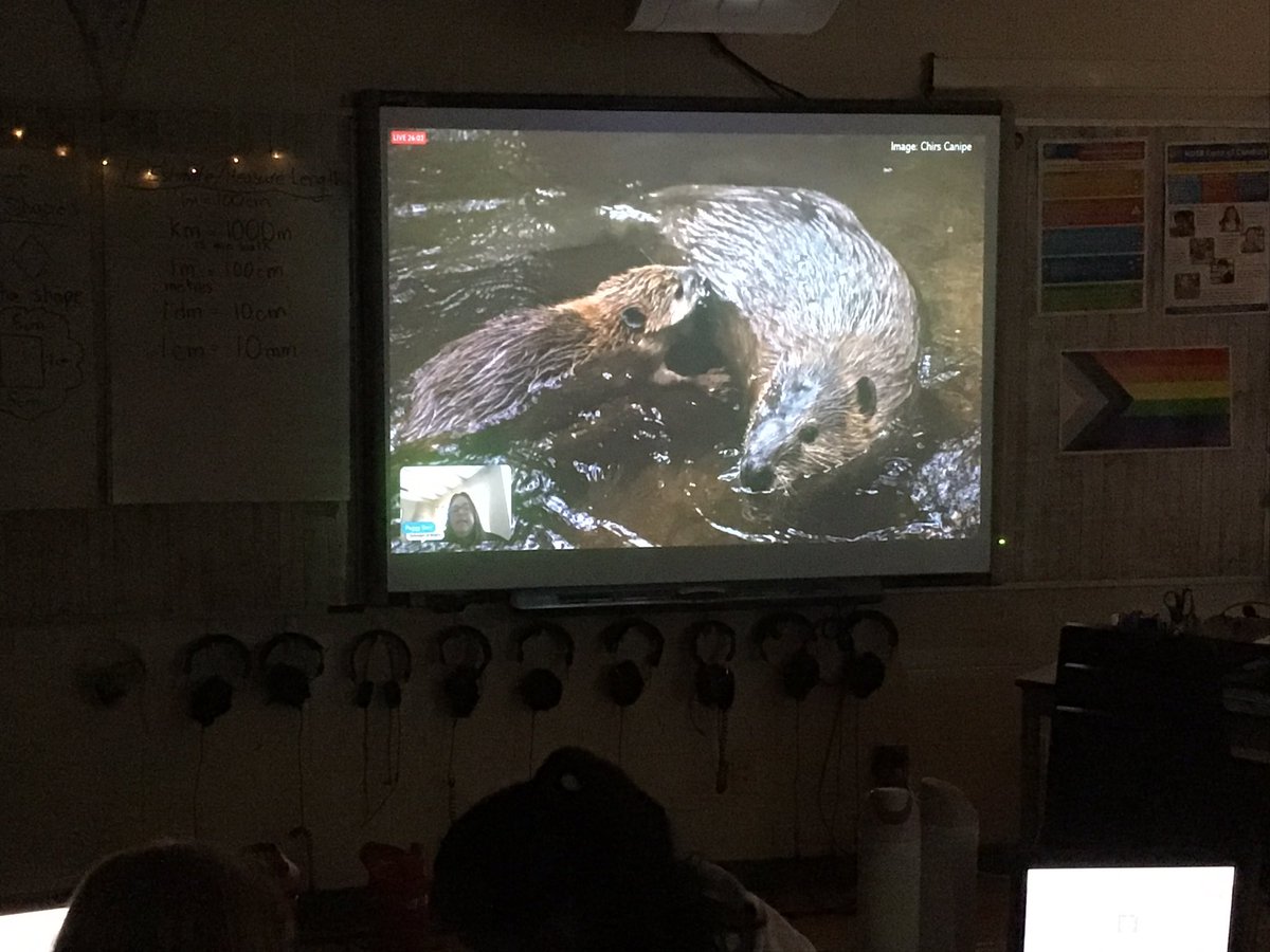 Mr. Hancock (@mrhancocksclass) on Twitter photo We learned how crucial the beaver is to habitats and animals today thanks to <a href="/EBTSOYP/">ExploringByTheSeat - Find us on BlueSky</a>. We learned how crucial the beaver is to habitats and animals today thanks to <a href="/EBTSOYP/">ExploringByTheSeat - Find us on BlueSky</a>.
