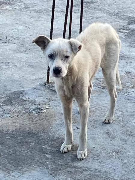 La Guaira Necesito de su ayuda para rescatar a este perrito, lo tienen en muy malas condiciones!! Sus dueños murieron y duro mucho tiempo solo en la casa, las personas que quedaron encargadas de la casa y de el no lo atienden,
Lo tienen día y noche allí montado pasando hambre y