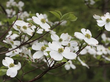 A large field of flowers. Do you know what the flowers are called