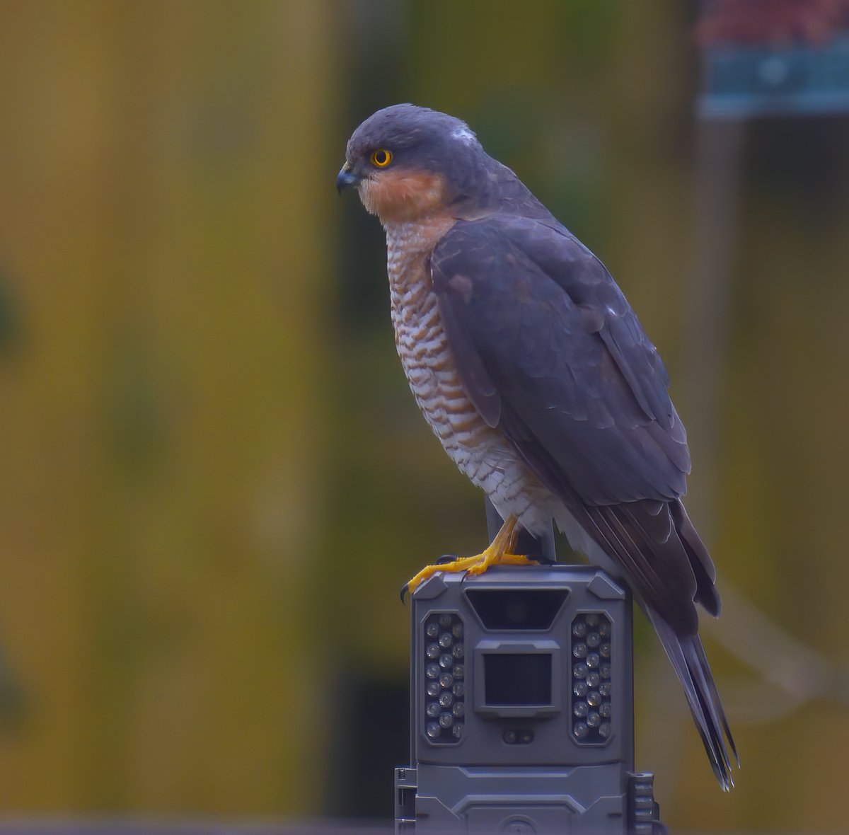 Andrew Malcolm tweet media