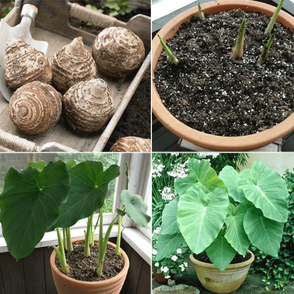 Pasquesis's tweet image. Try planting an Elephant Ear (Alocasia) bulb inside now... and enjoy this exotic, leafy plant in your garden or container when temperatures are warm enough. Great project for kids! pasquesi.com/melinda-s-begi…  #elephantear #foliage #containers #DIY #kids