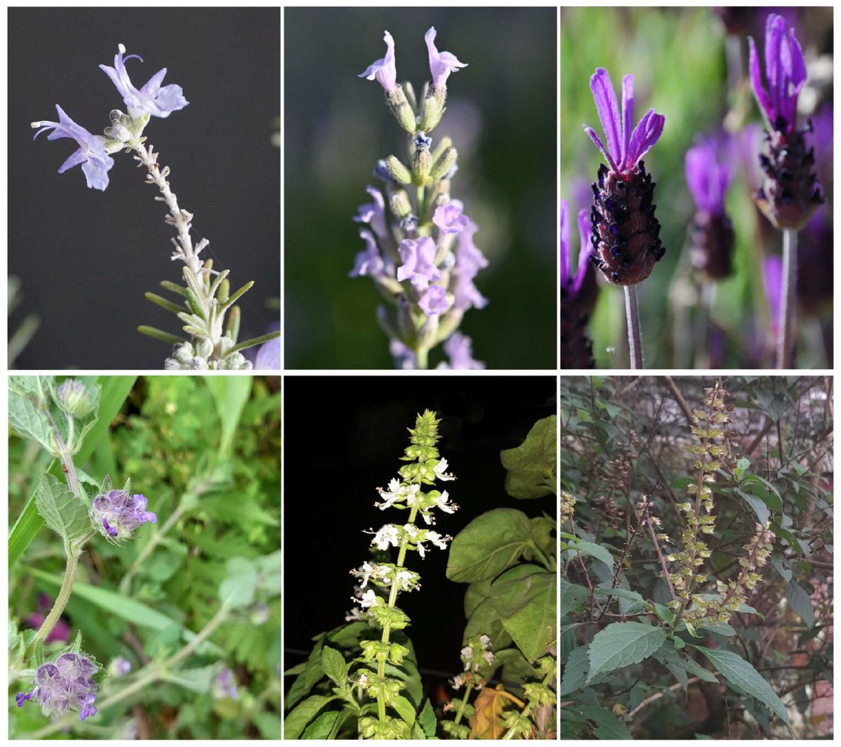 IRNASA-CSIC (@irnasa_csic) on Twitter photo 🆕 New paper from the Seed Morphology Group at @IRNASA_CSIC, in collaboration with <a href="/fcienciasusal/">Facultad de Ciencias USAL</a> and <a href="/ueaeduec/">Universidad Estatal Amazónica</a>! The study explores seed geometry in Nepetoideae (Lamiaceae), providing key insights for taxonomy and conservation. 📄🌱🔬 👉 mdpi.com/2311-7524/11/3… 🆕 New paper from the Seed Morphology Group at @IRNASA_CSIC, in collaboration with <a href="/fcienciasusal/">Facultad de Ciencias USAL</a> and <a href="/ueaeduec/">Universidad Estatal Amazónica</a>! The study explores seed geometry in Nepetoideae (Lamiaceae), providing key insights for taxonomy and conservation. 📄🌱🔬 👉 mdpi.com/2311-7524/11/3…