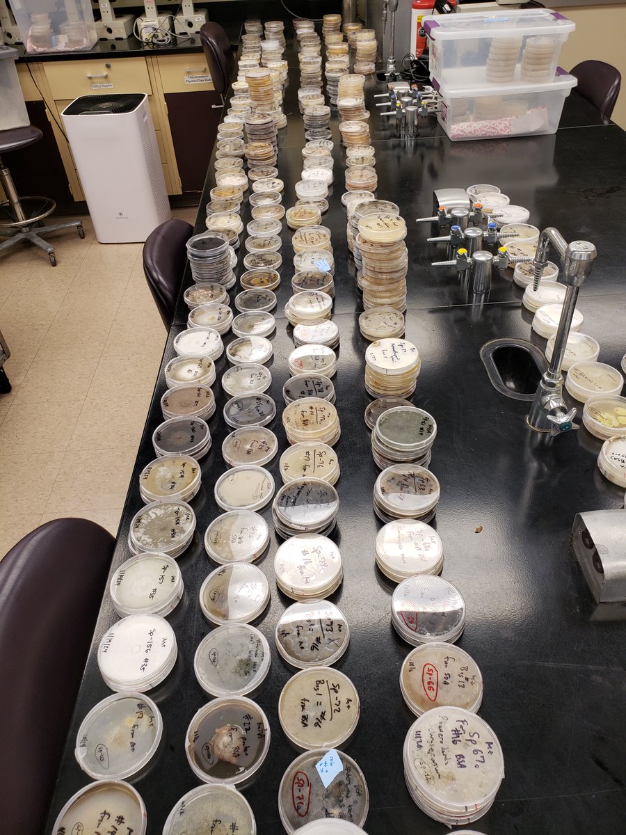New paper out in Nature: Scientific Reports on the intercontinental movement of exotic fungi into the US on decorative wood used in aquariums. 44 samples -100 taxa found: 31 species not present in the US, plant pathogens, wood decay fungi – all from Asia rdcu.be/edTaW