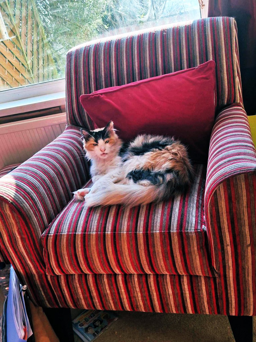 On my throne this sunny Tuesday afternoon. 
All is well in the kingdom.  👸 😺 
#calicocats #catsoftwitter #catsofx