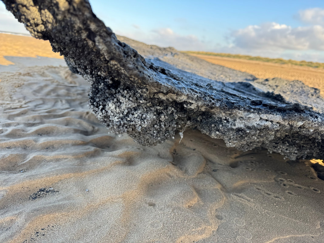 🎙️ The RSPB has issued a statement regarding plastic pollution that has been washing up on the Norfolk coast this week, almost certainly from the tragic ship collision in the North Sea. 

🔗 Full story 👉 bird-watchers.com/rspb-issues-st…

Image credit: RSPB