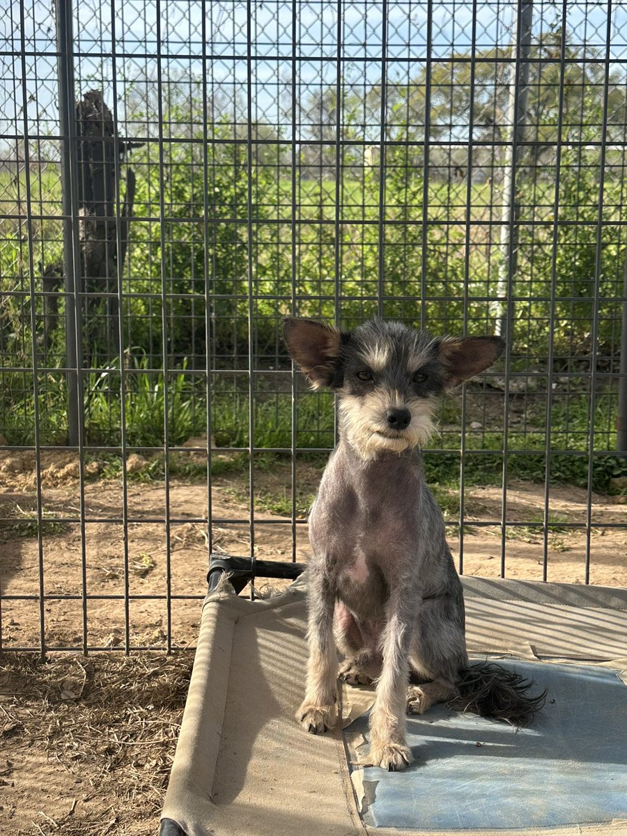 This is Andrew. You’ve heard of side eye…meet side ear. And yes he is totally available for adoption!