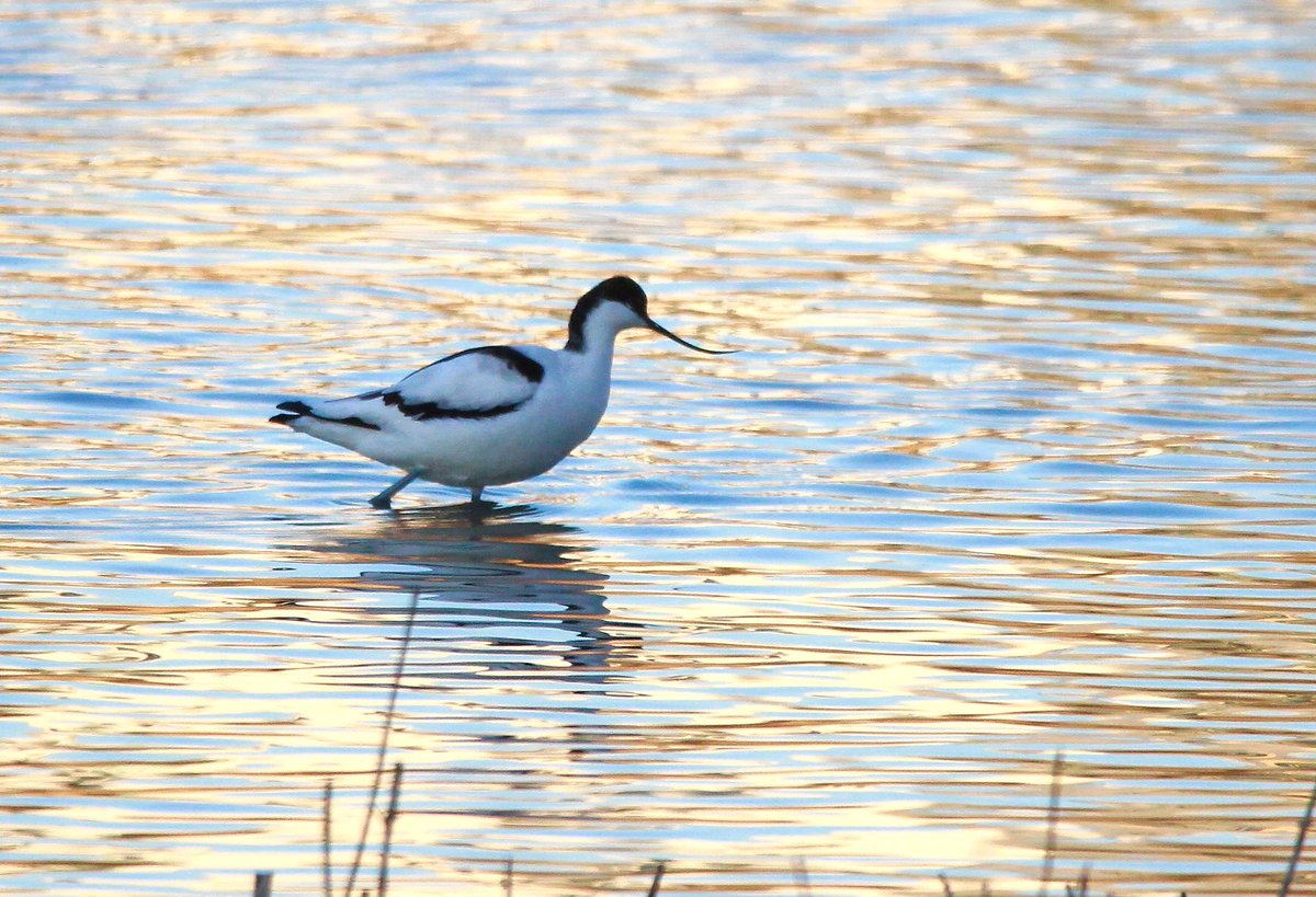 As a long-time watcher of a small London patch, Woodberry Wetlands, it was a dream come true to have a pair of Avocets turn up this morning and spend half an hour feeding amongst the gulls. They were later seen up the road at Walthamstow Wetlands. #londonbirds <a href="/DM_Wetlands/">David Mooney</a>
