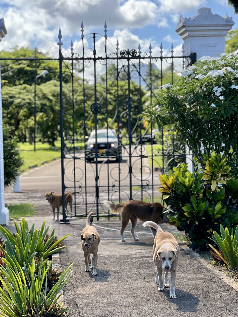 No sooner had we entered the gates of West Cemetery on the island of Mauritius than a pack of dogs eagerly trotted in behind us. They were clearly hoping for handouts!