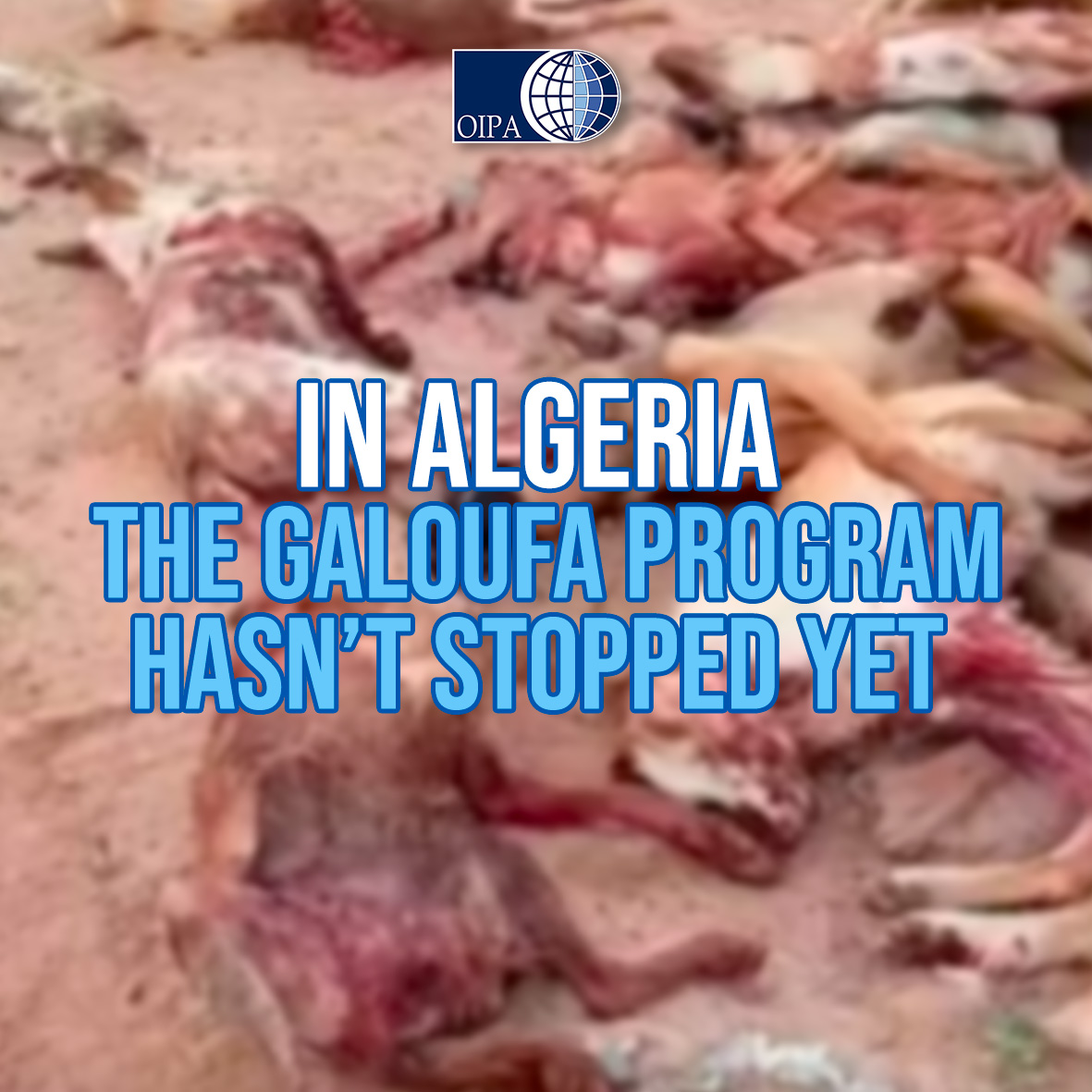 Stray dogs and cats in Algeria are subjected to a brutal practice known as #Galoufa” “القالوفة”.  This is unacceptable and unworthy of a civilized country.
Send your protest letter to stop it👉oipa.org/international/…